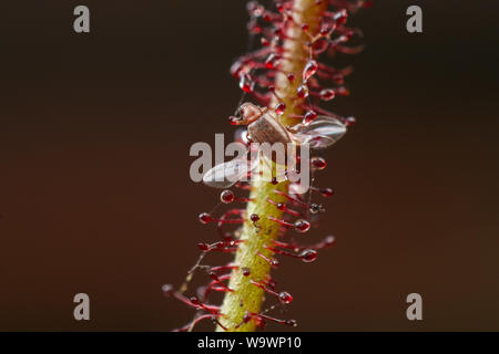 Mosca della frutta (drosophila) considerato una casa di pest intrappolato su un sundew pianta carnivora, close-up Foto Stock