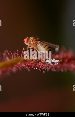 Mosca della frutta (drosophila) considerato una casa di pest intrappolato su un sundew pianta carnivora, close-up Foto Stock