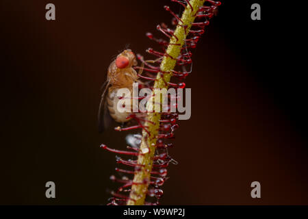 Mosca della frutta (drosophila) considerato una casa di pest intrappolato su un sundew pianta carnivora, close-up Foto Stock