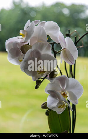 Un bianco PHALAENOPSIS ORCHID in piena fioritura Foto Stock