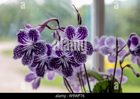Un viola cinque pedalato fiore Foto Stock