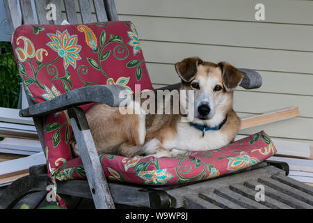Un cane si rilassa in una lounge chair in una fattoria del New England - BLUE HILL, MAINE Foto Stock