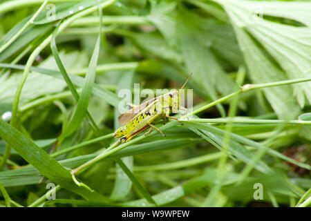 Grasshopper (Gomphocerinae) si inclinano di fronte cavallette Foto Stock