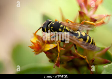 Carta europea wasp (Polistes dominula) Foto Stock