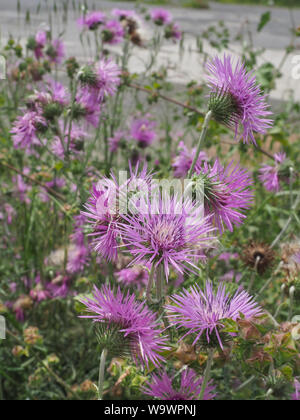 Campo di rosa il cardo selvatico e fiori. Galactites tomentosa o viola cardo è erbacee piante commestibili delle Asteraceae famiglia. Ha cantato con spine. Foto Stock