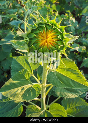 Helianthus o giallo girasole bud fresca. Close up. I semi maturi sono mangiati. Grandi e splendidi fiori sono adatti per la produzione di decorazioni, per l'olio. Foto Stock