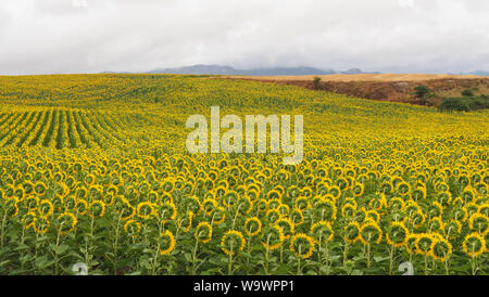 Blooming Helianthus fiori o grande giallo dei girasoli. Paesaggio rurale della Spagna. Bellezza naturale, design colorato sfondo. Grande paesaggio naturale. Foto Stock