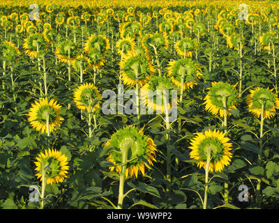 Un tramonto meraviglioso e il paesaggio italiano con splendida fioritura Helianthus fiori o grande giallo girasole in campo agricolo. La bellezza della natura Foto Stock