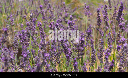 Profumato blu-viola Lavanda fiori vicino. Lavandula, nome comune lavanda è un genere di specie di piante fiorite in menta, famiglia Lippenblütler. Foto Stock