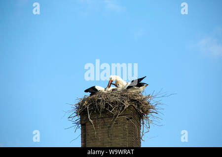 Weißstorch, Klapperstorch (Ciconia ciconia) - Jungvogel im Nest auf einem Kamin, Sluis, Zeeland, Niederlande Foto Stock