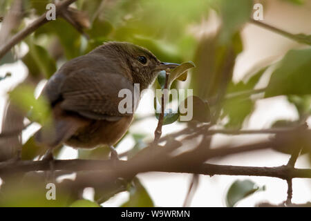 Casa meridionale wren bird su un albero, close-up di un ambiente urbano di specie di uccelli Foto Stock