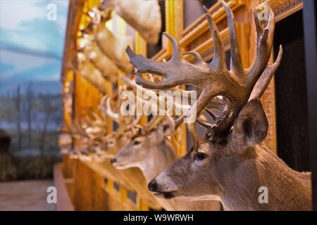 Di tassidermia teste di cervo sul display in dollari e tori camera presso le meraviglie della fauna Museo Nazionale e Acquario di Springfield, MO, Stati Uniti d'America. Foto Stock