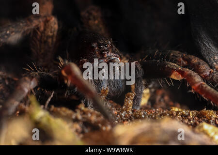 Ctneus medius ragno errante dalla foresta atlantica del Brasile ritratto frontale nelle ombre Foto Stock