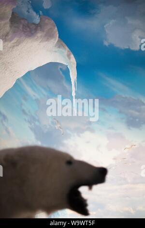 Un ripieno a base di orso polare sul display a Johnny Morris' meraviglie della fauna Museo Nazionale e Acquario di Springfield, MO, Stati Uniti d'America. Foto Stock