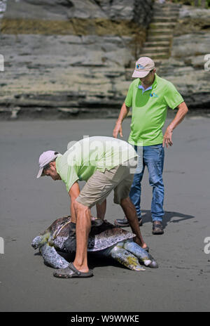 Volontari take away dead hawksbill tartaruga di mare (Eretmochelys imbricata) ucciso da elica per imbarcazioni in Ladrilleros, costa del Pacifico in Colombia. Foto Stock