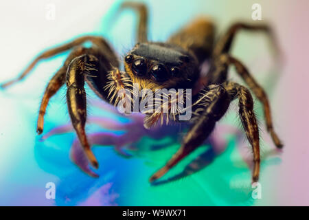 Alto Ingrandimento macro di un simpatico jumping spider con grandi occhi su un colorato sfondo riflettente, dettagliata spider close-up su uno specchio Foto Stock