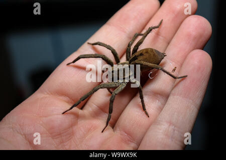 Big wolf spider a portata di mano, macro della Lycosa erythrognatha manipolato Foto Stock