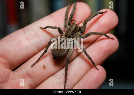 Big wolf spider a portata di mano, macro della Lycosa erythrognatha manipolato Foto Stock