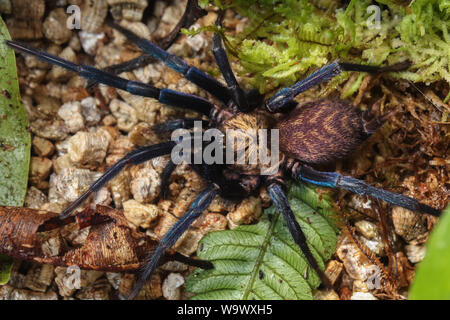 Dettagli di un due croci spider (Dipluridae) Foto Stock