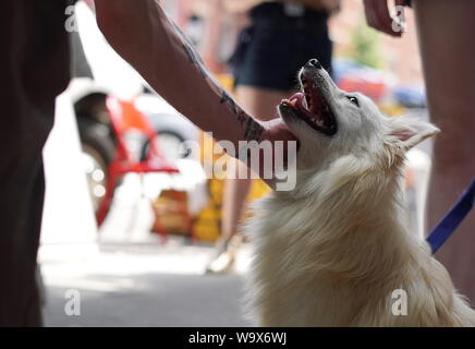 New York City, NY / STATI UNITI D'America - 29 Giugno 2019: adorabili, adottabile cane guarda fino a un uomo con speranza come egli dona la testa graffi Foto Stock