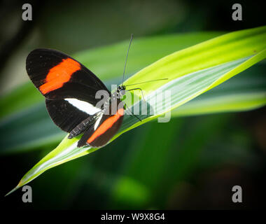 Brush-footed butterfly lo Zoo di Calgary Alberta Canada Foto Stock