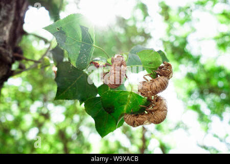 Le cicale, Cicadidae, modificare la loro pelle quando raggiungono la maturità e lasciare l'esoscheletro appesi ai rami di alberi, come altri insetti, s Foto Stock