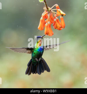 Hummingbird in Costa Rica Foto Stock