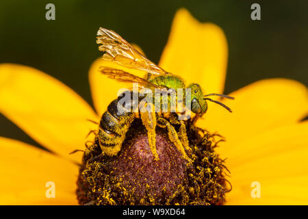 Una femmina in bicolore Striped-Sweat Bee (Agapostemon virescens) raccoglie il nettare e polline su un black-eyed Susan fiore. Foto Stock