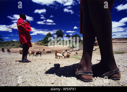 Masai guerrieri imbrancandosi i loro greggi di capre vicino al fiume Talek, Masai Mara Game Reserve, in Kenya. Masais sono forse il più famoso di tutte le tribù africane. Foto Stock