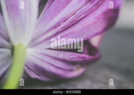 Primo piano di un bel fiore porpora petalato su un sfondo grigio Foto Stock