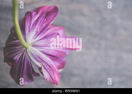 Primo piano di un bel fiore porpora petalato su un sfondo grigio Foto Stock