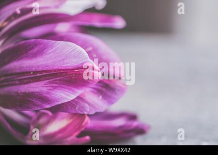 Primo piano di un bel fiore porpora petalato su un sfondo grigio Foto Stock