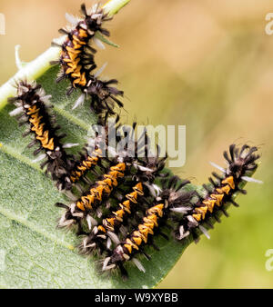 Gruppo di Milkweed Tussock Moth (Euchaetes egle) alimentazione sul fiore milkweed Foto Stock