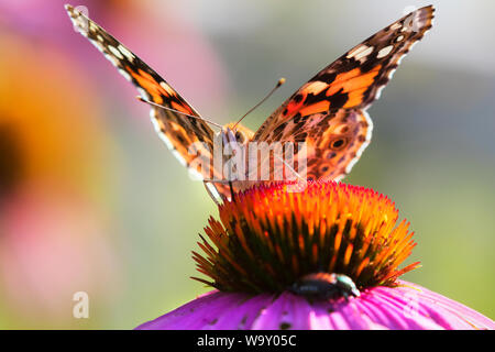 Dipinto di Lady batterfly (Vanessa cardui) sul viola coneflowers nello Iowa's pairie Foto Stock