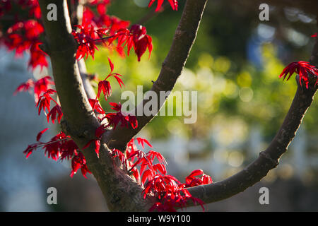 Foglie rosse Foto Stock