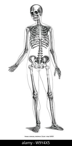 Incisione Antica illustrazione di anatomia umana scheletro (vista frontale) in bianco e nero di clipart isolati su sfondo bianco Illustrazione Vettoriale