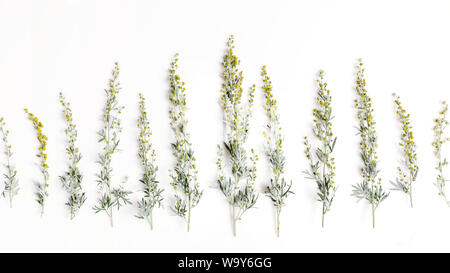 Erbe medicinali, Sagebrush, Artemisia, Artemisia su uno sfondo bianco. Foto Stock
