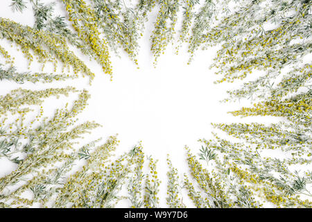 Erbe medicinali, Sagebrush, Artemisia, Artemisia su uno sfondo bianco. Foto Stock