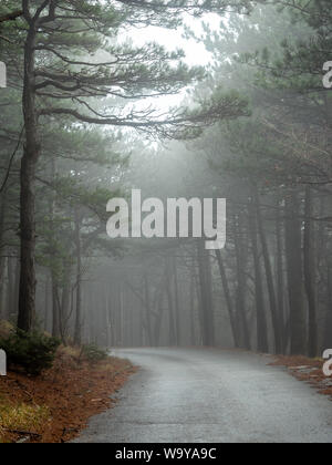 Strada di nebbia attraverso il pino sul monte Biokovo in Croazia a stagione invernale Foto Stock