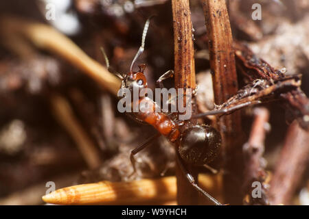 Microcosmo del mondo degli insetti non visibili ad occhio nudo. un insetto, il ritratto di ant Foto Stock
