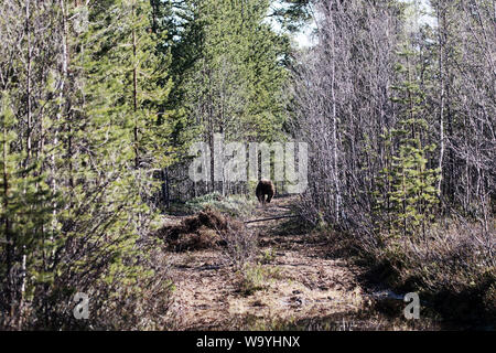 Orso bruno lascia l uomo sulla strada in pino foresta scandinava. Bear ucciso elk sulla strada forestale e la nascosi sotto i cespugli (palo in primo piano). Pericolo di incontrare Foto Stock