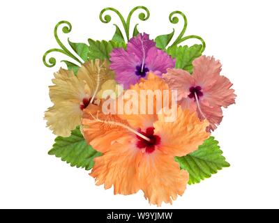 Hibiscus in diversi colori e con diverse varietà Foto Stock