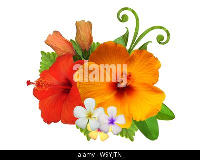 Hibiscus in diversi colori e con diverse varietà Foto Stock