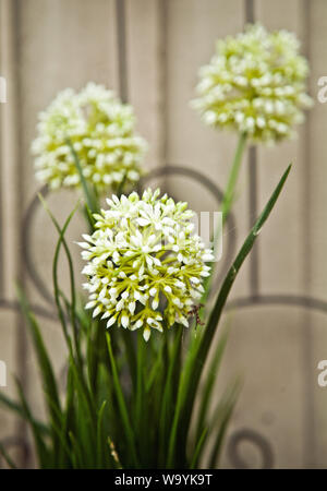 Bianco dell'Allium Foto Stock