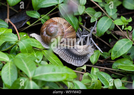 HELIX POMATIA o lumaca romano nella natura Foto Stock