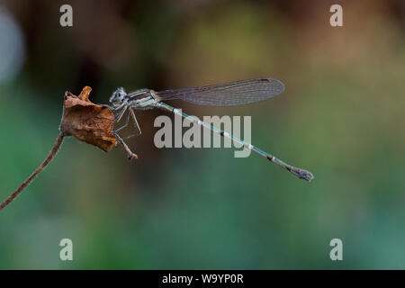 Dragonfly seduto su un fiori appassiti Foto Stock