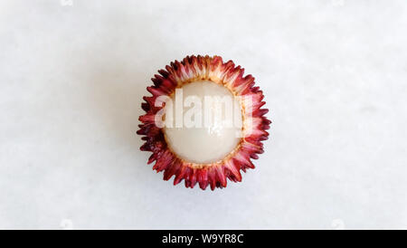 Un singolo pulasan frutta con la pelle spellata e interna carne bianca visibile. Si tratta di un rosso di frutta tropicale che è strettamente alleati di rambutan. Foto Stock