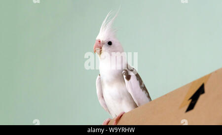 Di fronte bianco pied cockatiel permanente sulla parte superiore di una scatola di cartone, con la sua faccia rivolta in avanti. Foto Stock