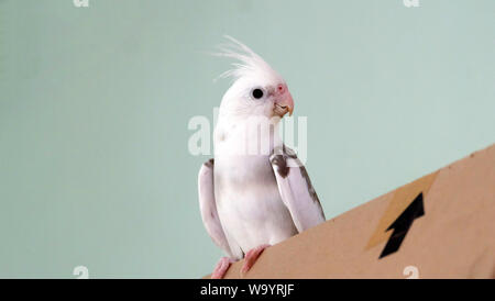 Di fronte bianco pied cockatiel permanente sulla parte superiore di una scatola di cartone, con la sua faccia rivolta all'indietro. Foto Stock