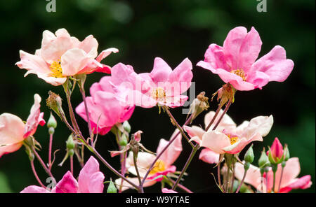 Rosa × odorata 'Mutabilis' Foto Stock